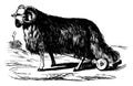 Broad Tailed Sheep, vintage illustration