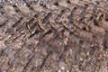 Broad tracks of a tractor on frozen ground