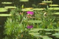 A broad view of a stunning deep pink lotus, freshly blooming in a dark green park pond.