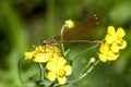 A broad-winged damselfly on a buttercup flower Royalty Free Stock Photo