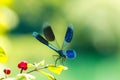 Broad-winged Damselfly, Dragonfly Royalty Free Stock Photo