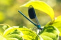 Broad-winged Damselfly, Dragonfly Royalty Free Stock Photo