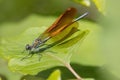 A broad-winged damselfly. on the leaf. Royalty Free Stock Photo
