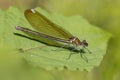 A broad-winged damselfly. on the leaf. Royalty Free Stock Photo