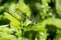 A broad-winged damselfly on a leaf Royalty Free Stock Photo