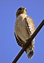 Broad winged Hawk