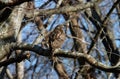 Broad-winged hawk