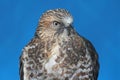 Broad-winged Hawk Royalty Free Stock Photo