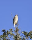 Broad-Winged Hawk