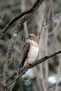 Broad-winged hawk bird sits perched in the forest Royalty Free Stock Photo