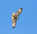 The broad-winged hawk on the blue sky background