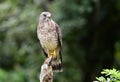 Broad-winged Hawk Buteo platypterus