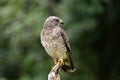 Broad-winged Hawk Buteo platypterus