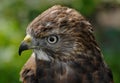 Broad-winged Hawk (Buteo platypterus) Head