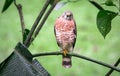 Broad-winged hawk Buteo platypterus Royalty Free Stock Photo