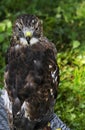 Broad-winged Hawk (Buteo platypterus) on Perch