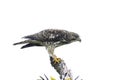 Broad-winged Hawk (Buteo platypterus