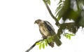 Broad-winged Hawk Buteo platypterus perched on a tree branch