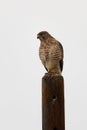 Broad-winged Hawk - Buteo platypterus sitting on the stake, medium-sized bird of prey, distributed over North America, migrate