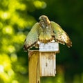 Broad-winged hawk, Buteo platypterus standing on a wooden manmade bird nest in Dover, UK