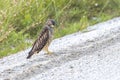 Broad-winged Hawk Digging For Prey On The Side Of A Dirt Road