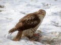 Broad-winged Hawk eating a squirrel. Royalty Free Stock Photo