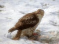 Broad-winged Hawk eating a squirrel.