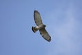 Broad-winged Hawk In Flight