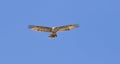 The broad-winged  hawk flying in a blue sky Royalty Free Stock Photo