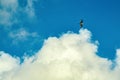 Broad-winged Hawk, flying in a tropical, sky Royalty Free Stock Photo