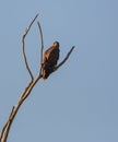 Broad-winged Hawk perched on a dry tree