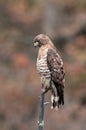 Broad-winged Hawk perched on a dead tree