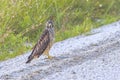 Broad-winged Hawk By The Side Of A Dirt Road