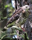 A broad-winged Hawk sits on a branch with a mouse in its talons Royalty Free Stock Photo