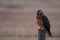 Broad winged Hawk on a Fencpost on the Prairies