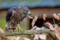 Broad-Winged Hawk Sits Outdoors In Its Natural Environment Royalty Free Stock Photo