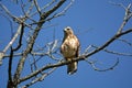 Broad-winged hawk sits perched in a tree Royalty Free Stock Photo