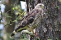 A broad winged hawk sits on a spruce tree branch