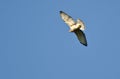 Broad-Winged Hawk On The Wing Royalty Free Stock Photo