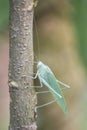 Broad-winged katydid - Insects