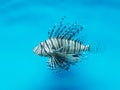 Broadbarred firefish (Pterois antennata) Royalty Free Stock Photo