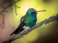 Broadbill Hummingbird Yellow Background Royalty Free Stock Photo