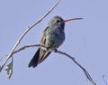 Broadbilled hummingbird Cynanthus latirostris on branch with translucent web hanging from beak. Royalty Free Stock Photo