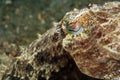 Broadclub Cuttlefish Royalty Free Stock Photo