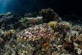 Broadclub Cuttlefish Camouflaged Over Coral Reef