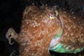 Broadclub Cuttlefish Royalty Free Stock Photo