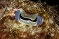 broadclub cuttlefish eye Royalty Free Stock Photo
