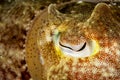broadclub cuttlefish eye closeup Royalty Free Stock Photo