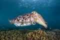 Broadclub Cuttlefish Hovering Over Reef in Indonesia Royalty Free Stock Photo