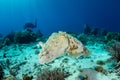 Broadclub Cuttlefish Hovers Over Seafloor Royalty Free Stock Photo